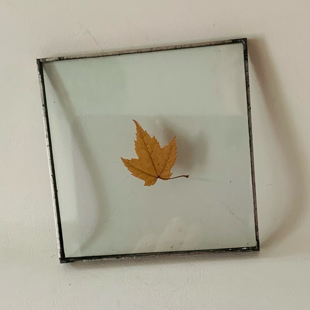 Vintage Dried And Pressed Leaf